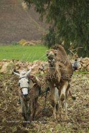 Image du Maroc Professionnelle de  Mohamed agriculteur aux environ d’El Jadida utilise une charrue tiré par un mulet et un chameau, l’emploi d’animaux de bâts de forces différentes s’impose à cause du bon voisinage des deux bêtes contrairement à deux chameaux qui perdent leur temps à se mordre à tour de rôle. Seul inconvénient le tracé de la charrue prend la forme d’un arc sur les grands champs contrairement aux lignes presque droites habituelles. Jeudi 3 Mars 2005. (Photo / Abdeljalil Bounhar)